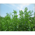 Natural Sweetner Stevia Extract